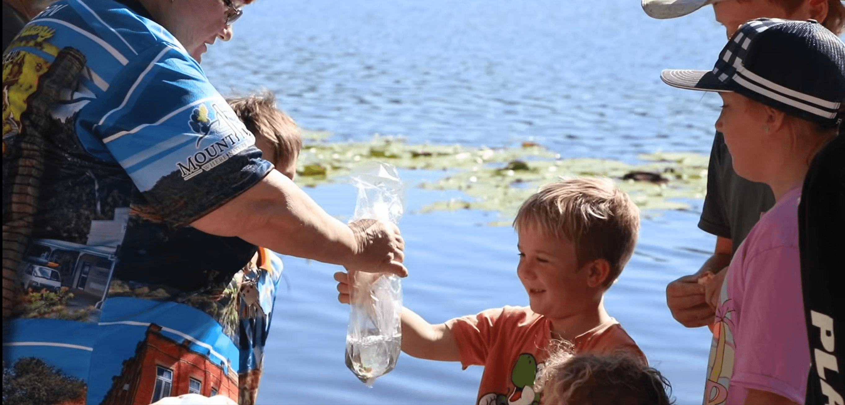 Fingerlings being released in Mount Morgan dam